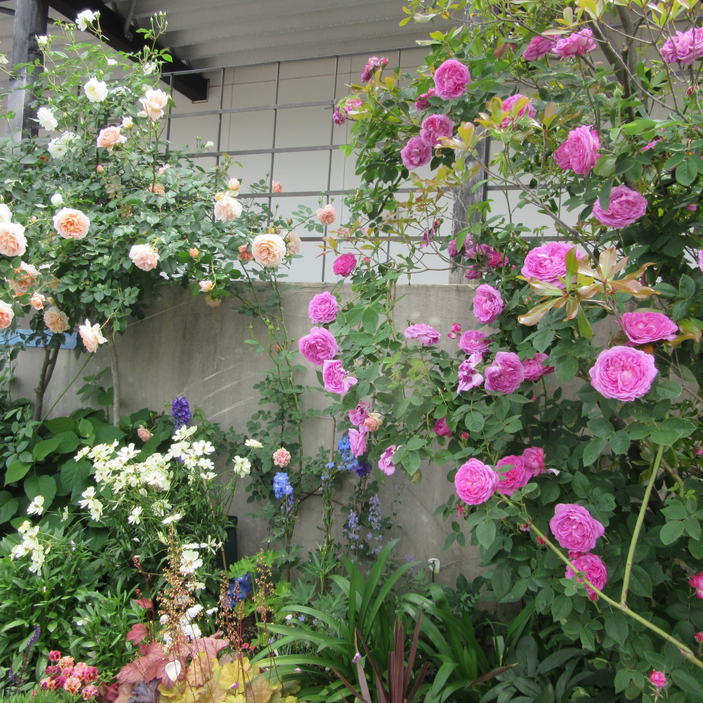 道行く人に癒しと安らぎを。川原町の嘉村歯科の庭