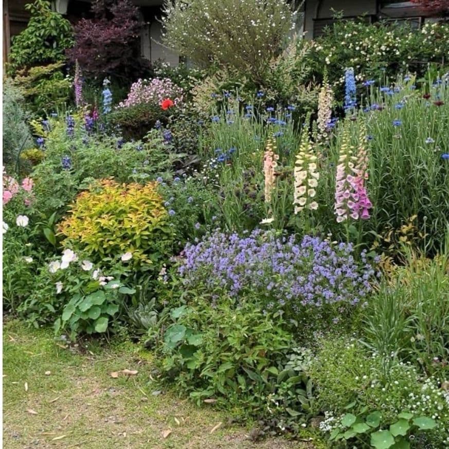 久留米市上津町2228-924大隈家の庭