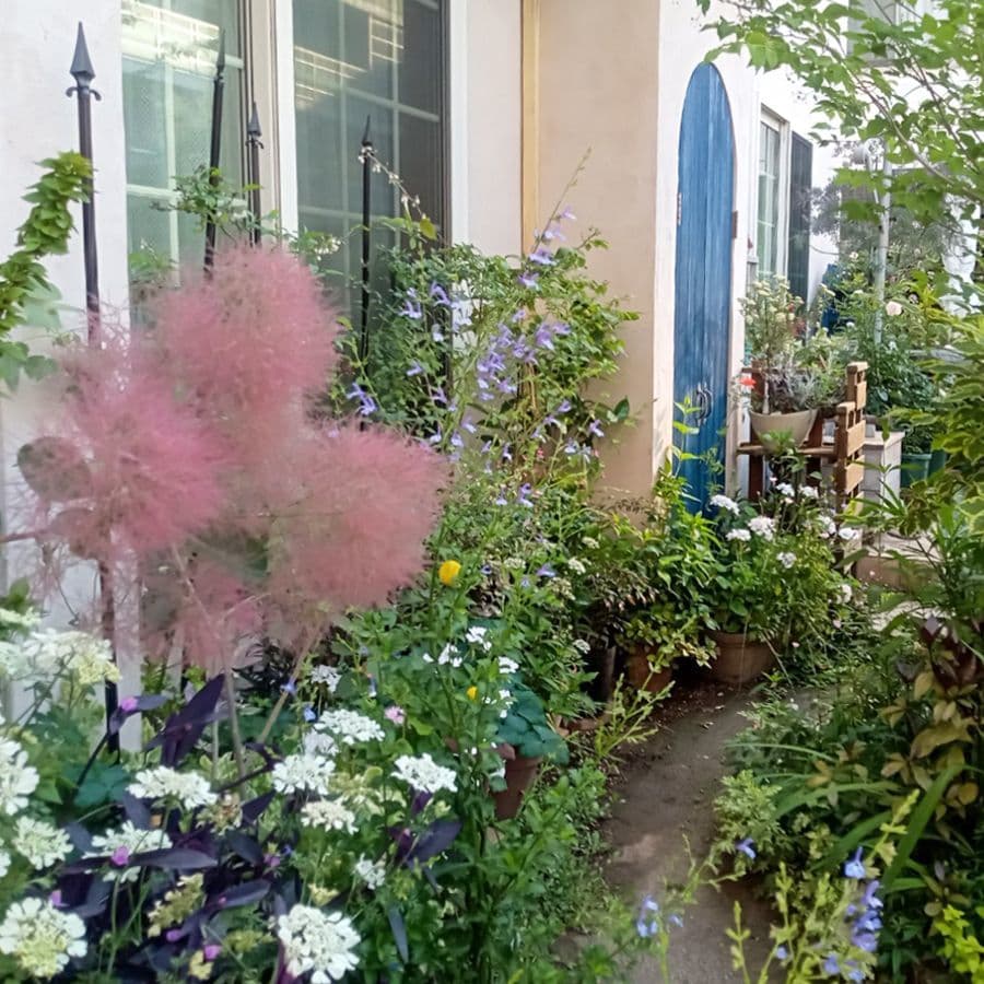 紫の花の美しいこと