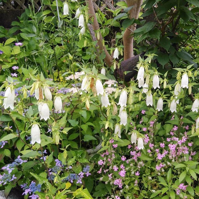 草花を楽しめる庭の散歩径