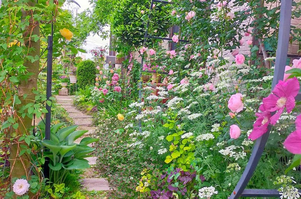 イングリッシュローズ