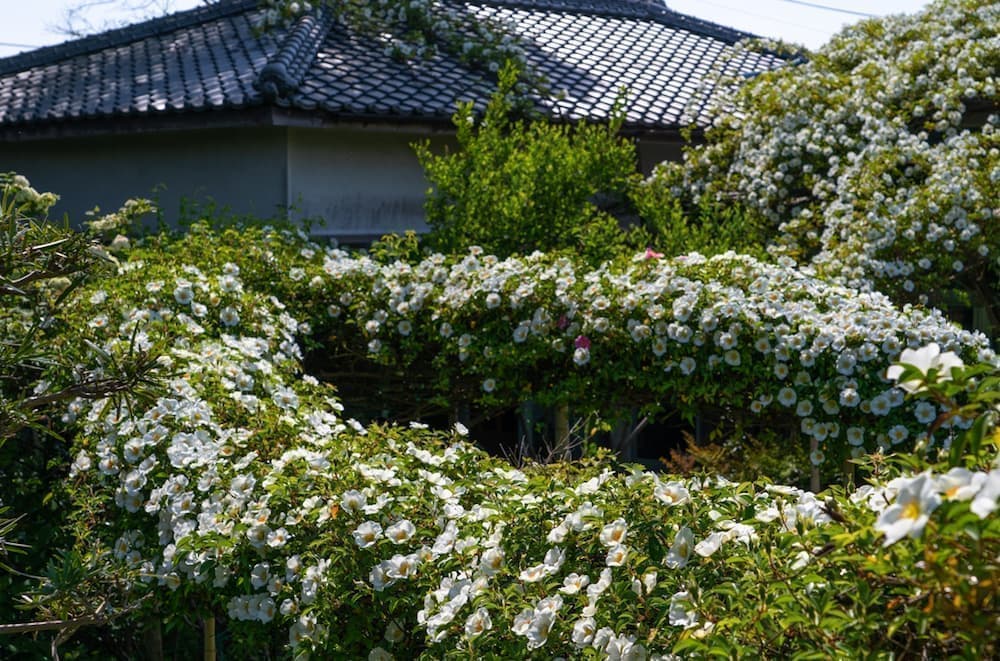 岩城家の庭とテーブル