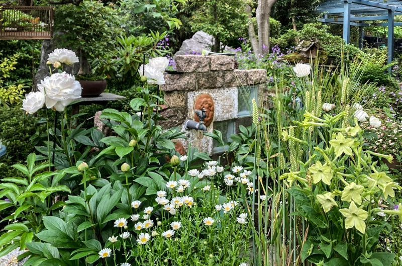 ラナンキュラス