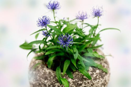 テマリシモツケ