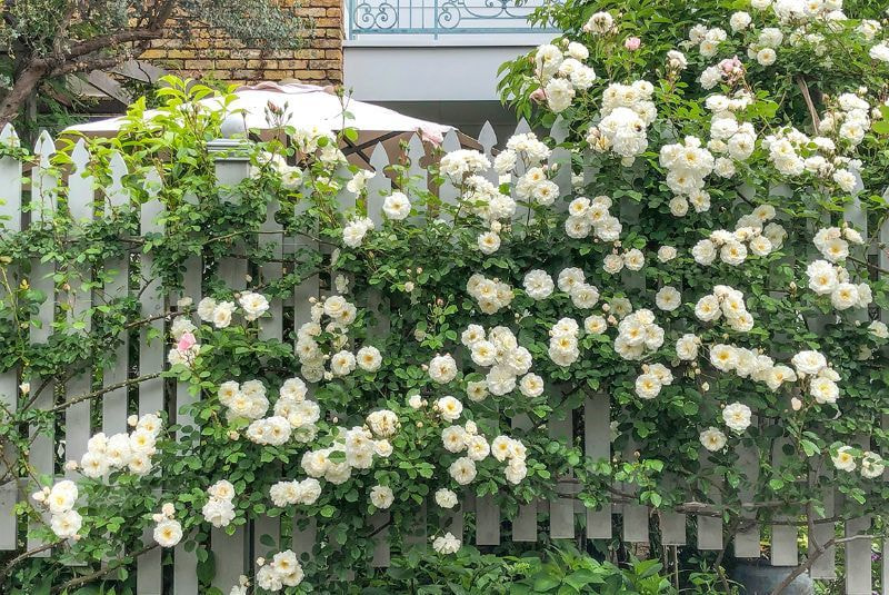 カバープランツ