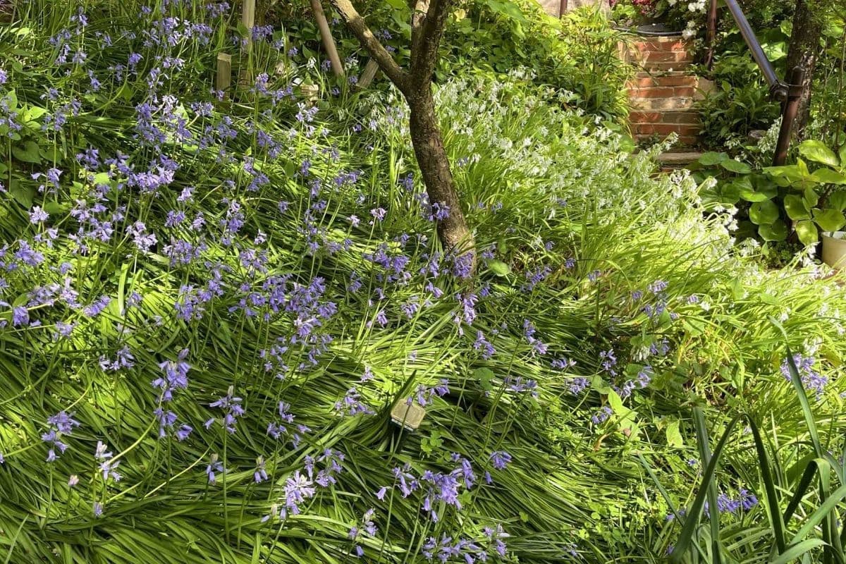 ブルーベルの庭