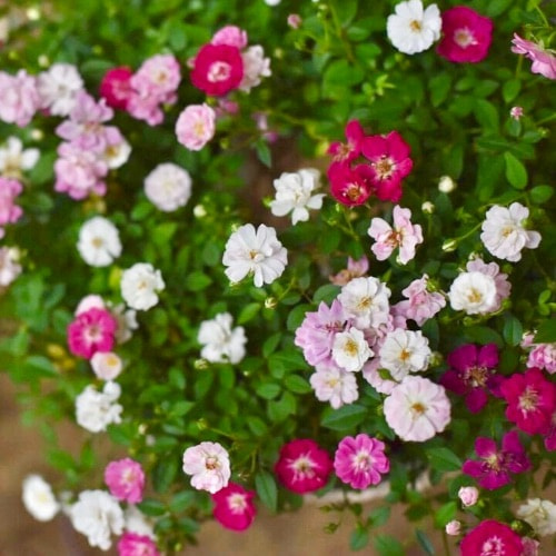 ミニバラ八女津姫