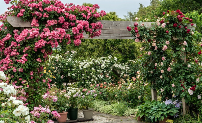 和風に庭アンジェラ　ピエール・ドゥ・ロンサール
