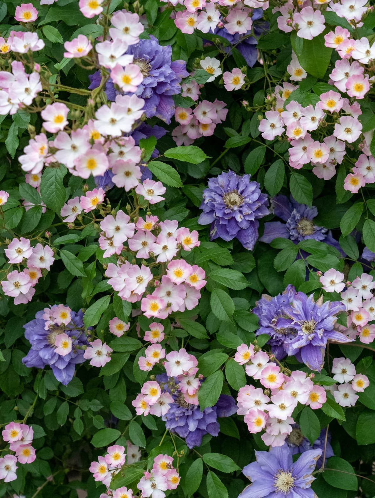 クレマチスとバレリーナ