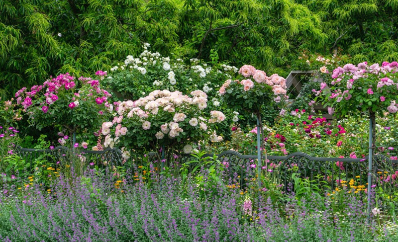 ブルーキャットミント