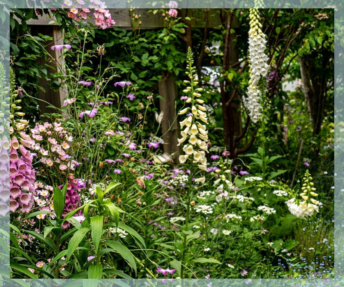 ジギタリスやアグロステンマ