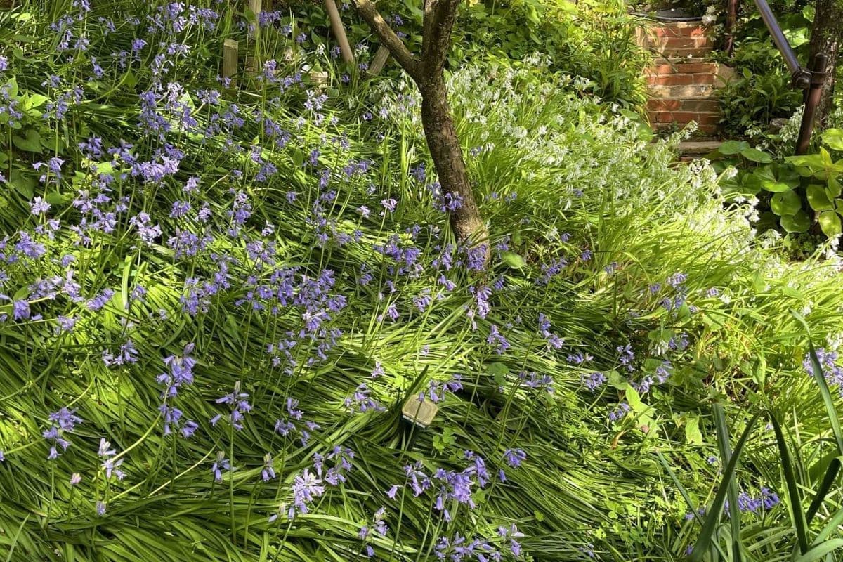 ブルーベルの庭