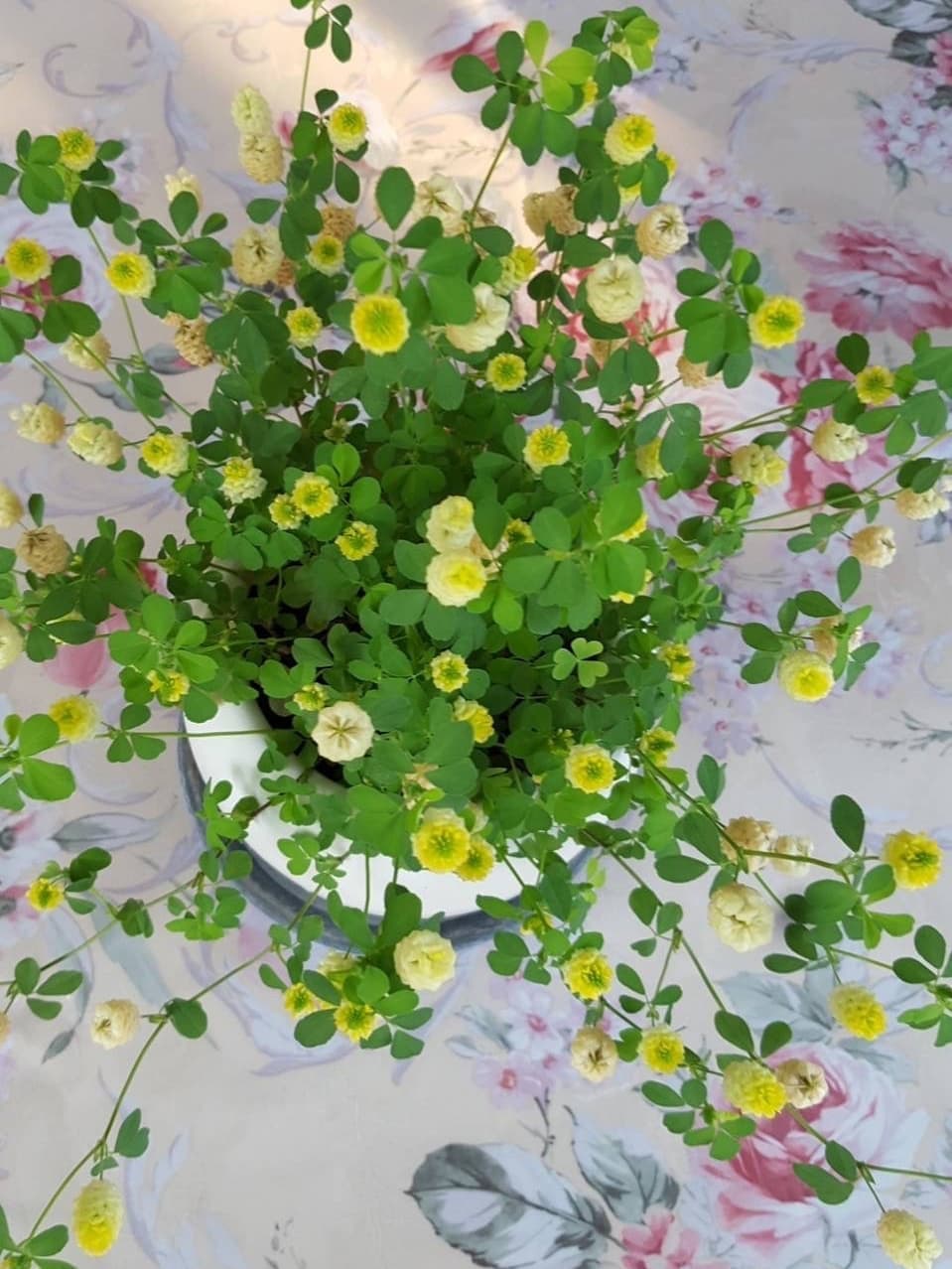 E.トリフォリューム