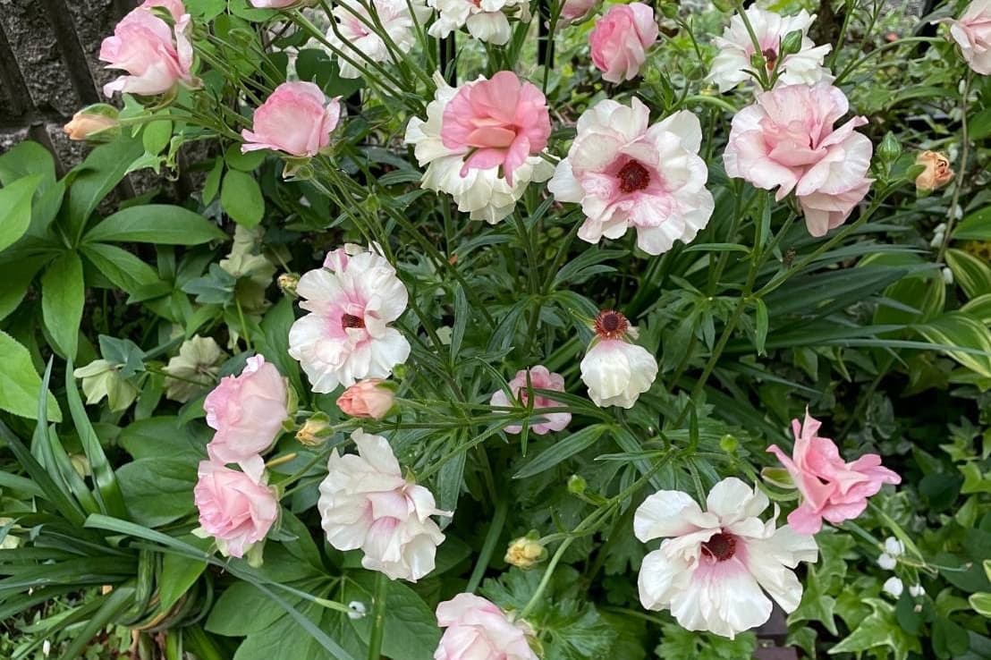 トリフォリウムイエロー