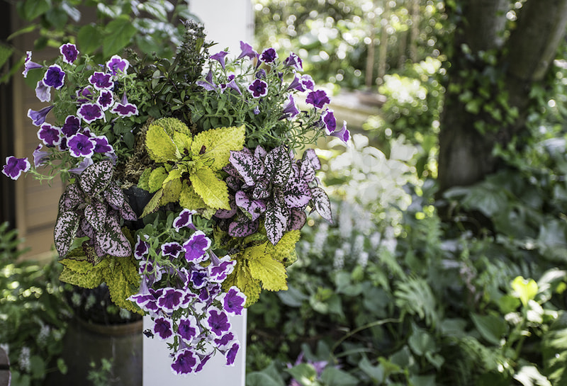 ペチュニア　ハンギング