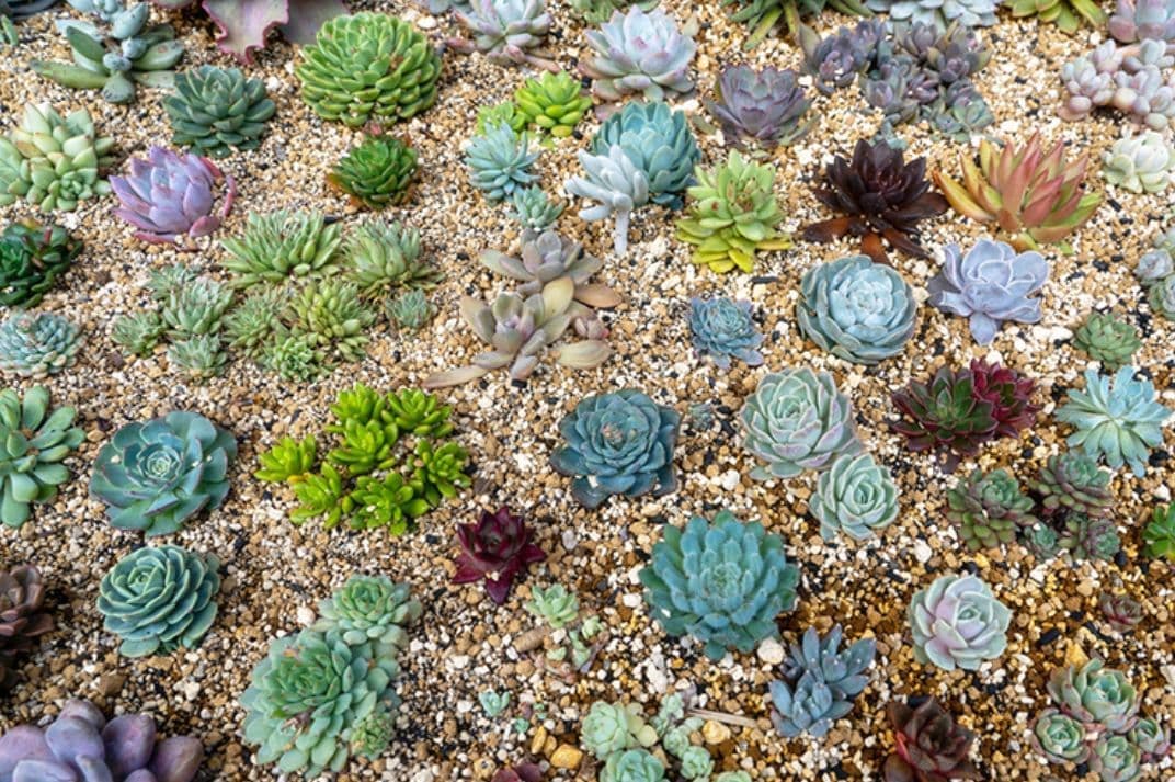 エケベリアコレクション