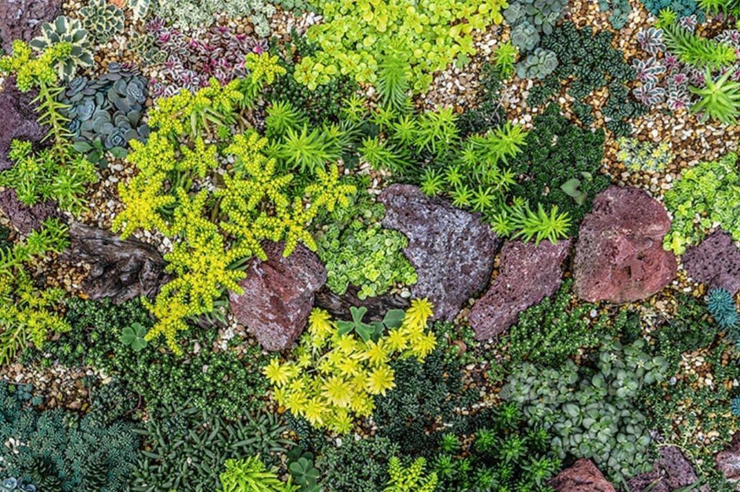 ロックガーデンセダム