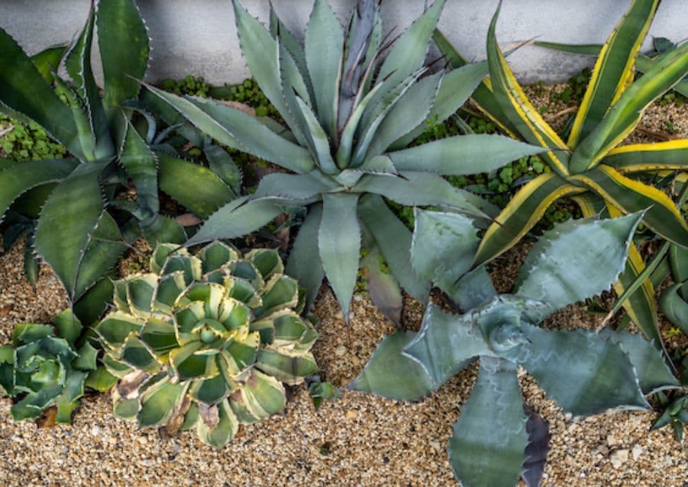 宗像カノコユリ研究会