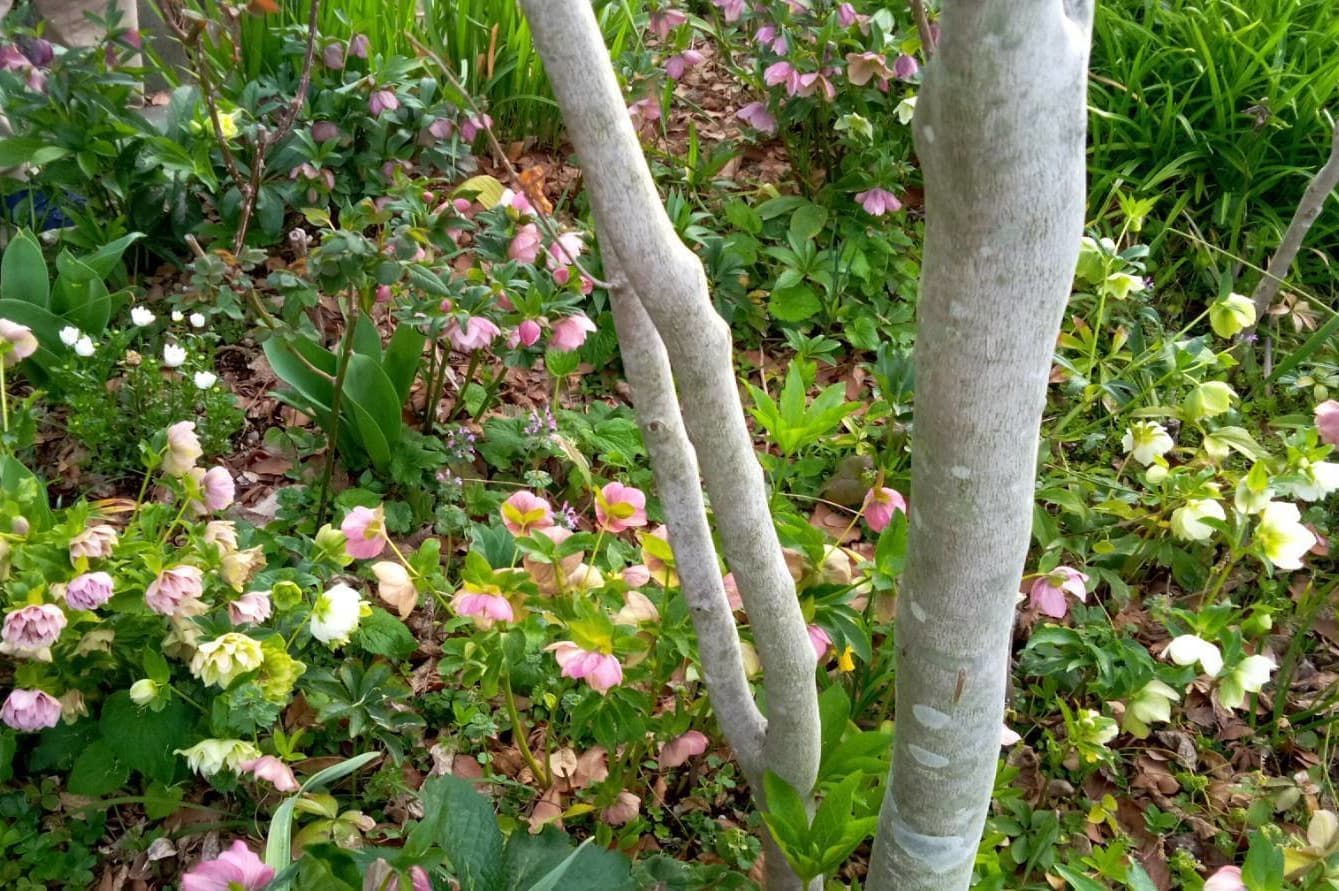 赤と黄色のばら