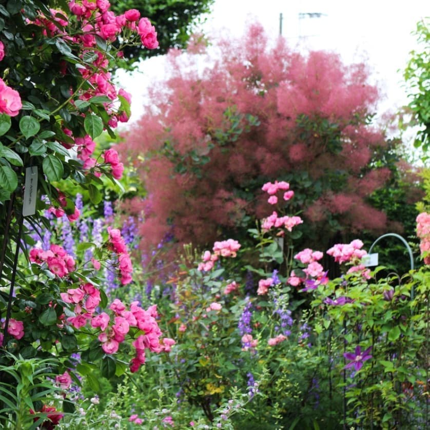 善導寺町木塚555-2一冨家の庭