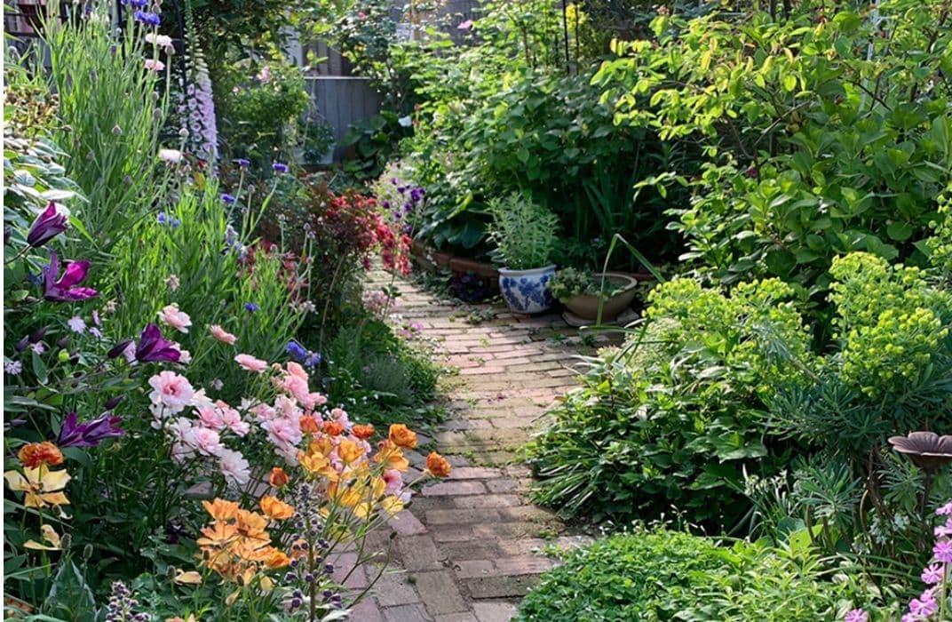 ロックガーデンセダム