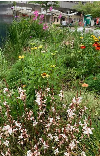 エケベリアコレクション