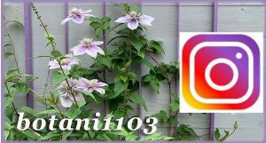 インスタグラム