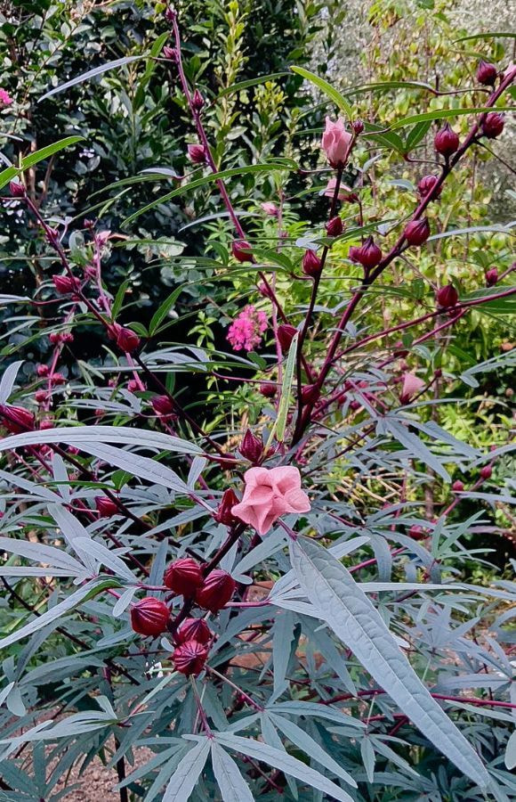 エケベリアコレクション