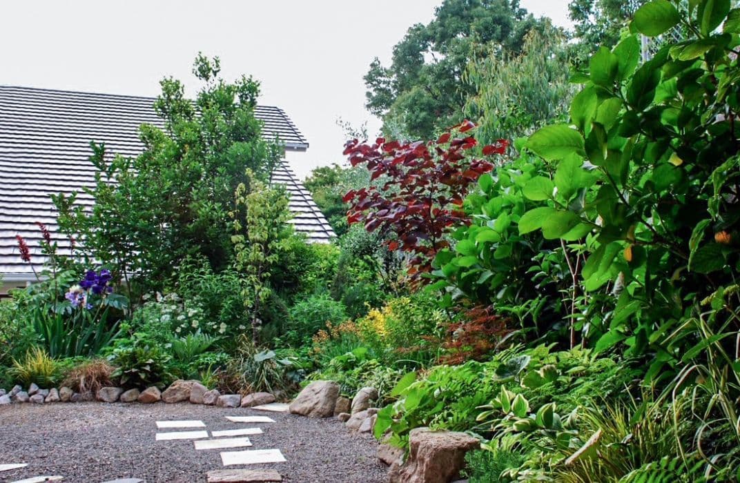 ロックガーデンセダム