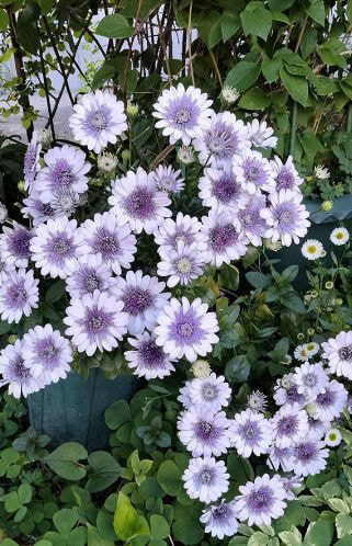 エケベリアコレクション