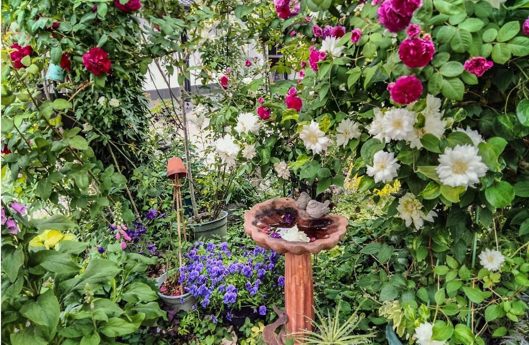 ロックガーデンセダム