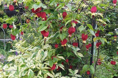 チロリアンランプ