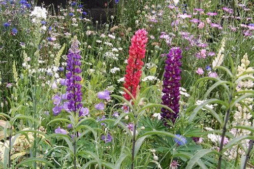 ルピナス・アグロスマンテ