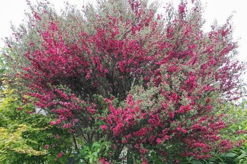 ギョリュウバイ