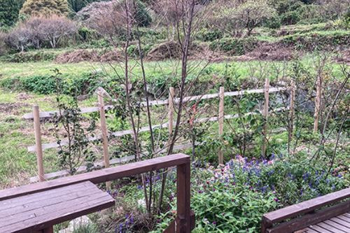 テマリシモツケ