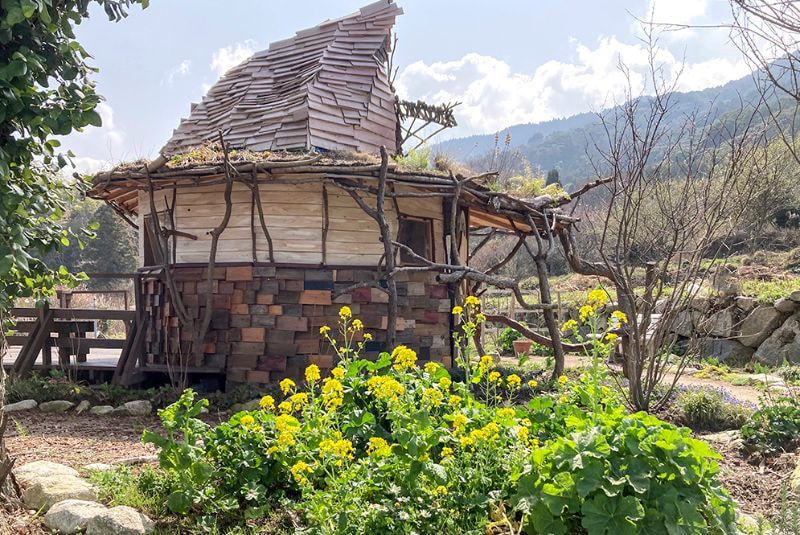 カバープランツ