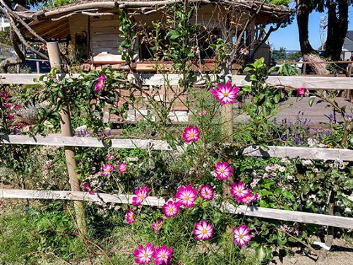 西洋梨のエスパリエ