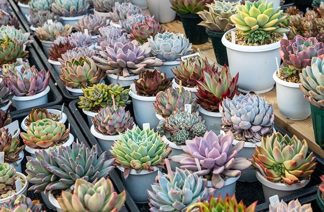 ロックガーデンセダム