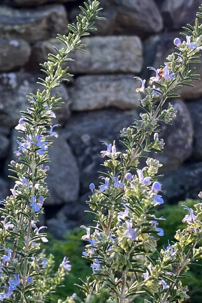ハーブ　みのう山麓