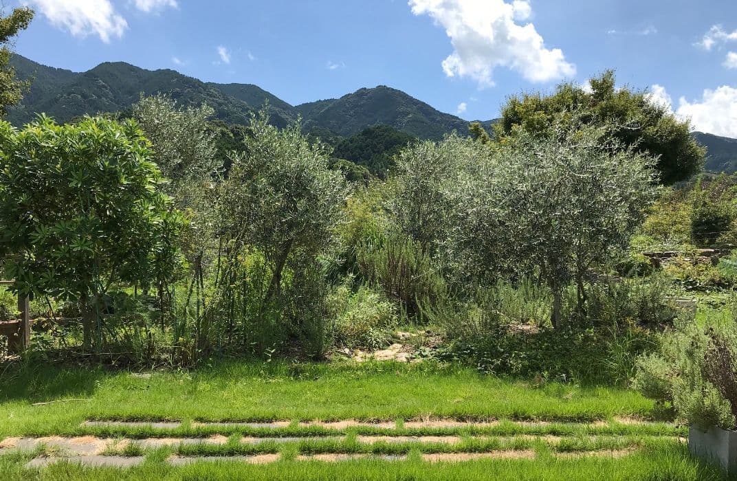 ロックガーデンセダム