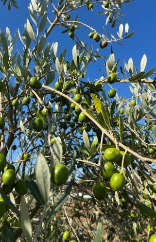 エケベリアコレクション