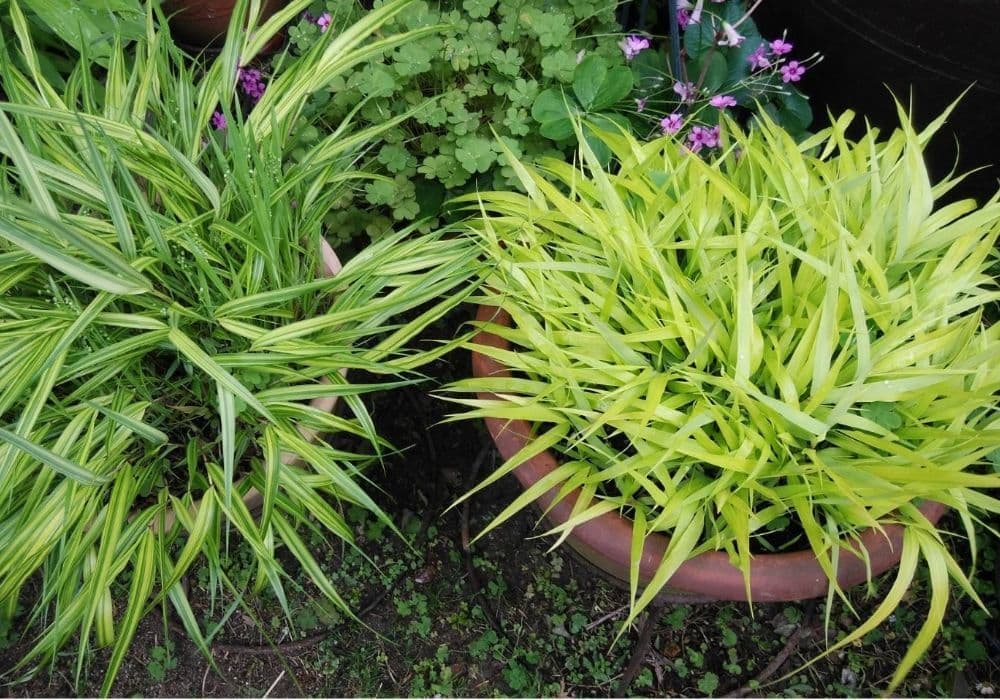 宗像カノコユリ研究会