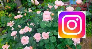 インスタグラム