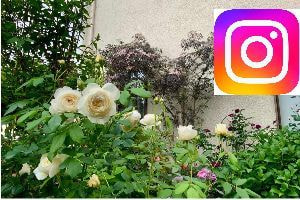 インスタグラム