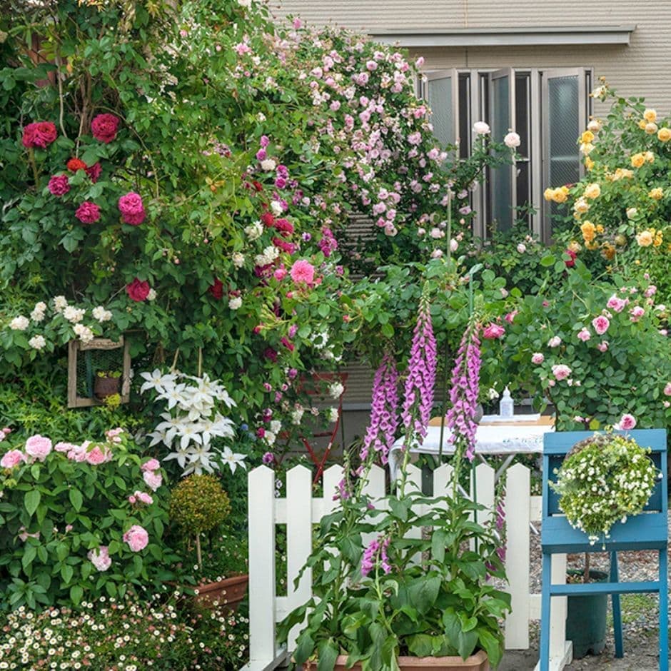 長崎街道に香るローズガーデン伊勢町西津家の庭