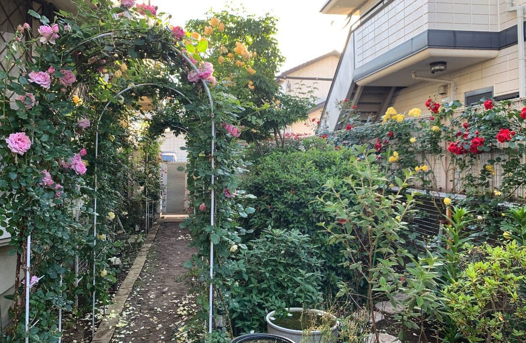 ロックガーデンセダム