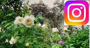 宗像カノコユリ研究会